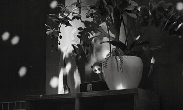 Cu Li không bao gio khóc