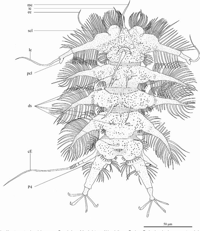 Neostygarctus lovedeluxe