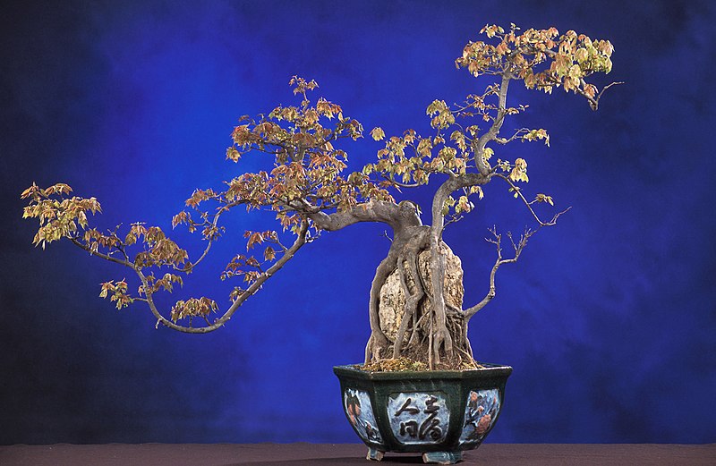 Bonsai, natura, antica arte e tradizione in miniatura in Giappone