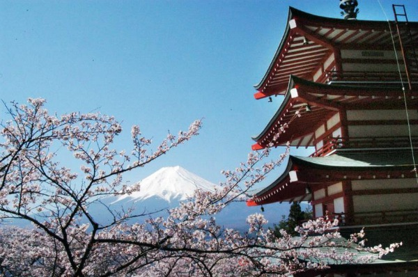 Monte Fuji ciliegi